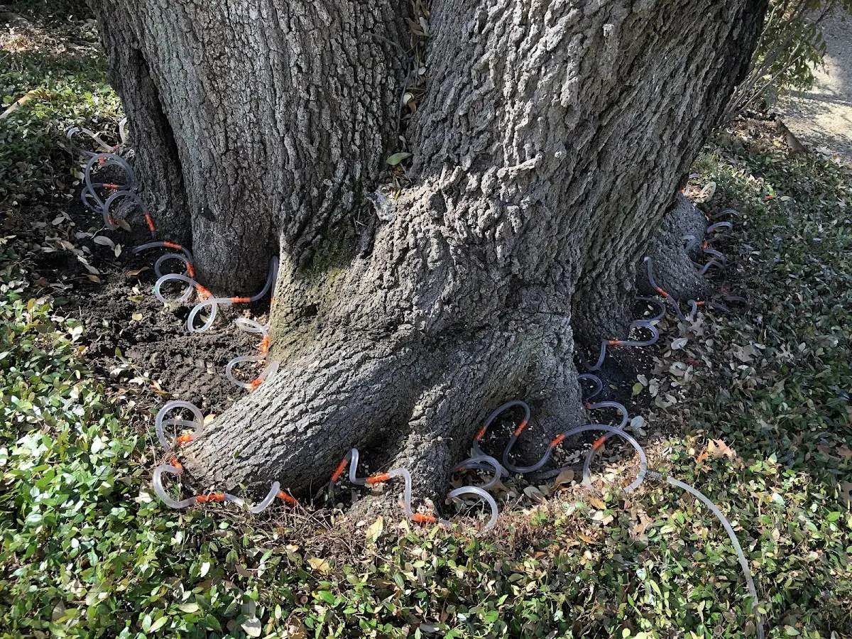 Detailed Tree Cabling and Bracing job site in Bertha