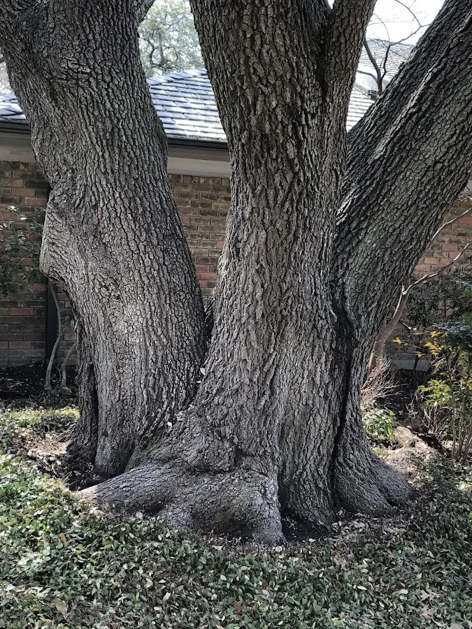 Mature heritage tree close to a Bertha property cared for by certified arborists